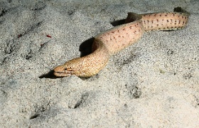 Komodo 2016 - Barred fin moray - Murene a nageoires rayees - Gymnothorax zonipectis -  IMG_7184_rc